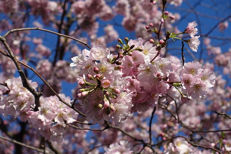 cherry blossoms in france