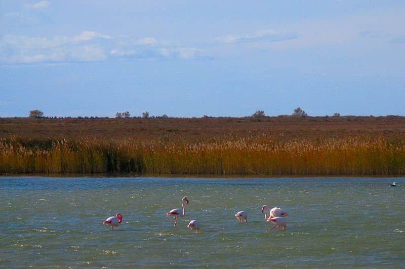 rózsaszín flamingók camargue-ban