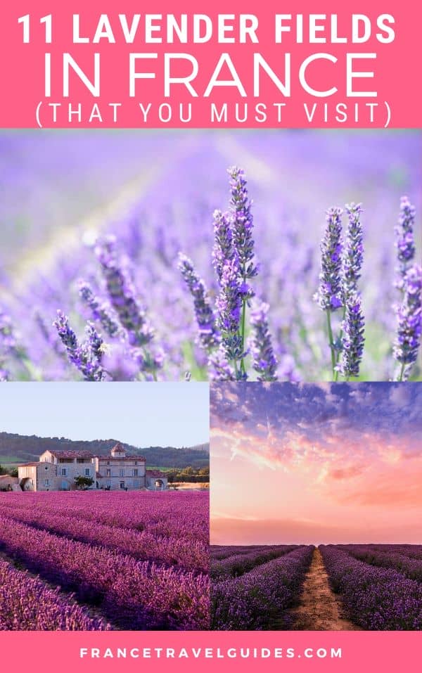 lavender tour france