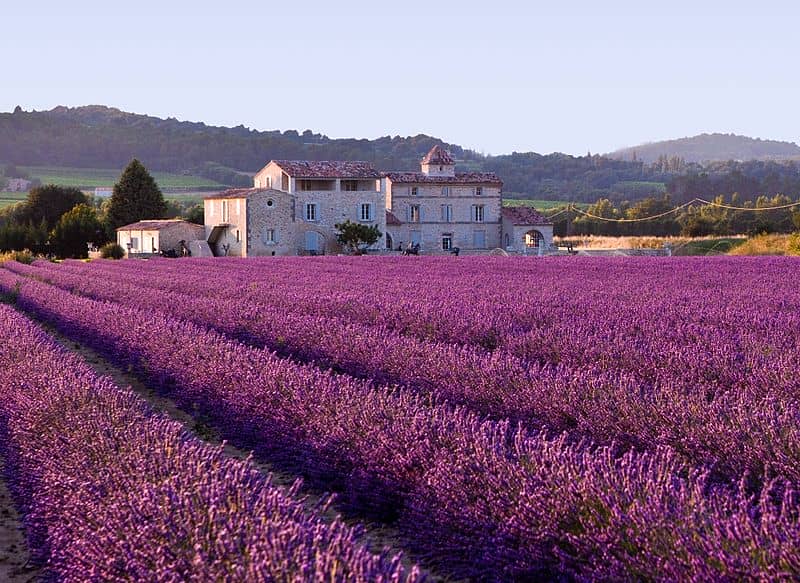 lavender field in provence france