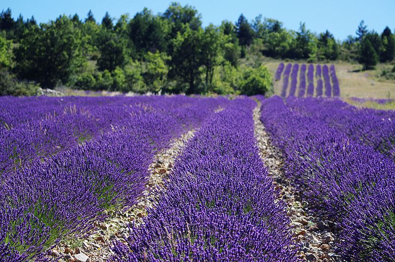 drome lavender field