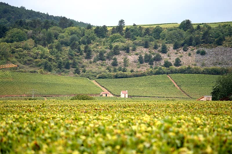 Burgundy wine region