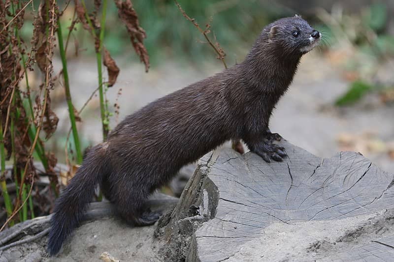 animals from france