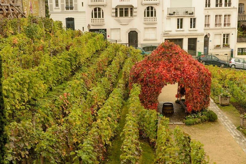 Montmartre Vineyards