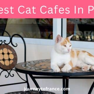 6 Best Cat Cafes In Paris