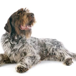 Wirehaired Pointing Griffon