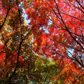 Top 10 Native Trees Of France